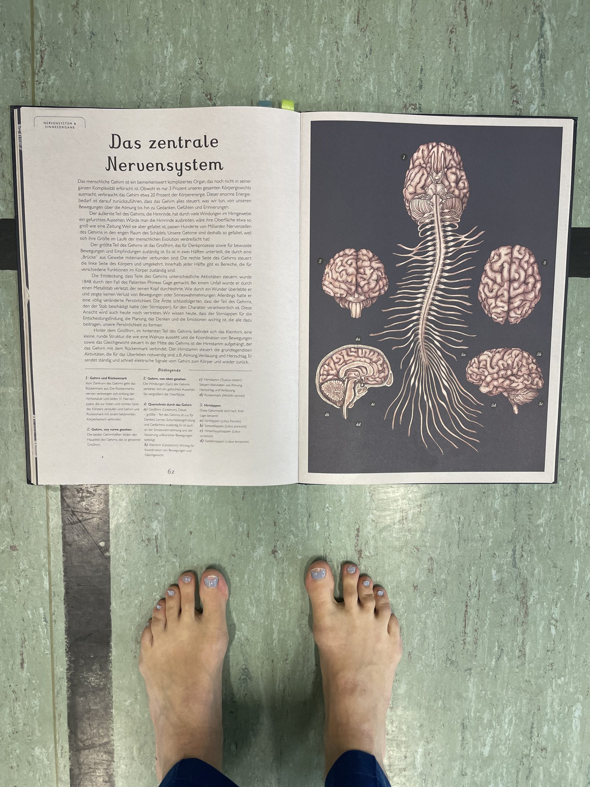 bewegte_Anatomie_das_zentrale_Nervensystem_1