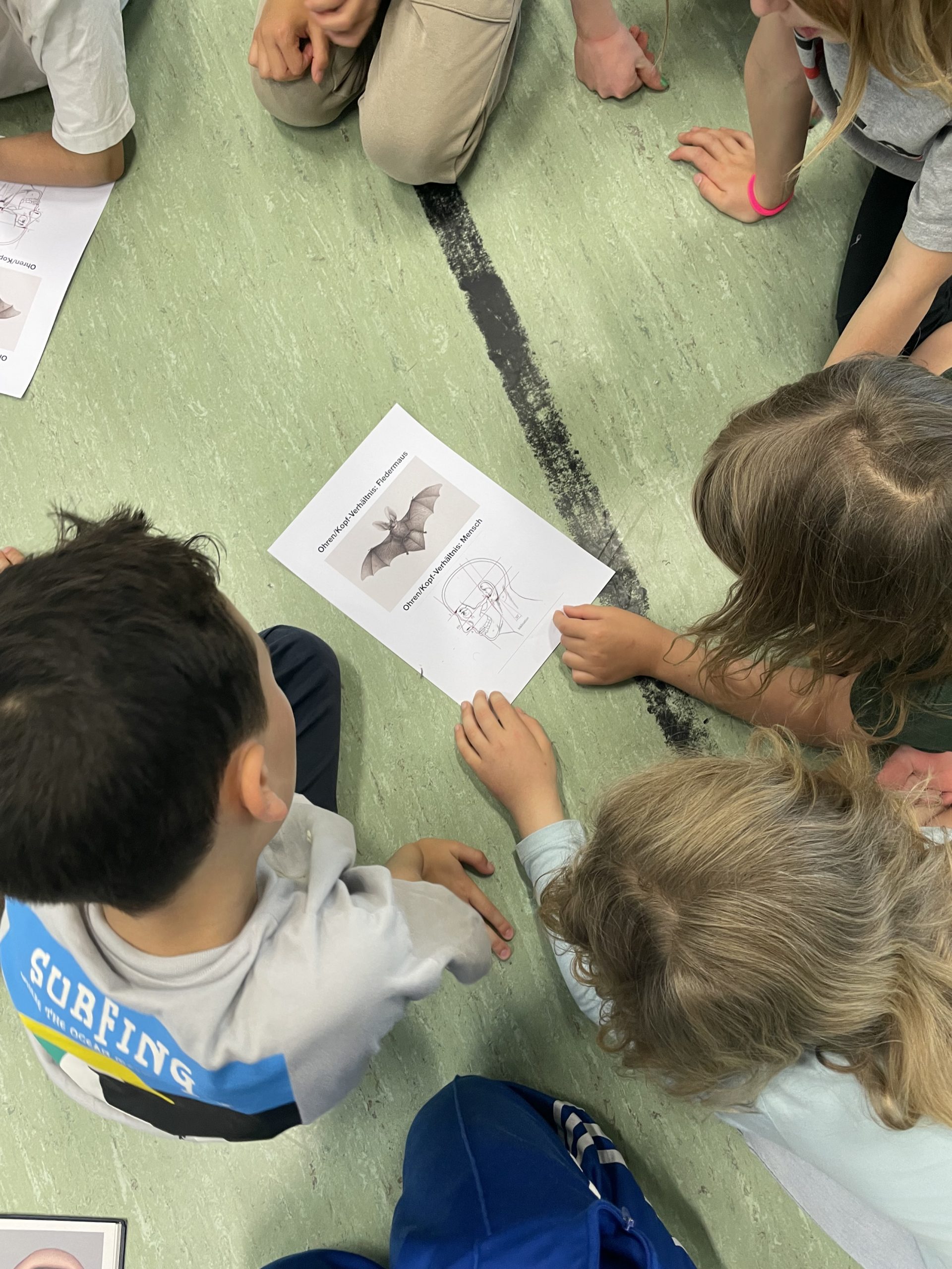 bewegte_Anatomie_das_zentrale_Nervensystem_4